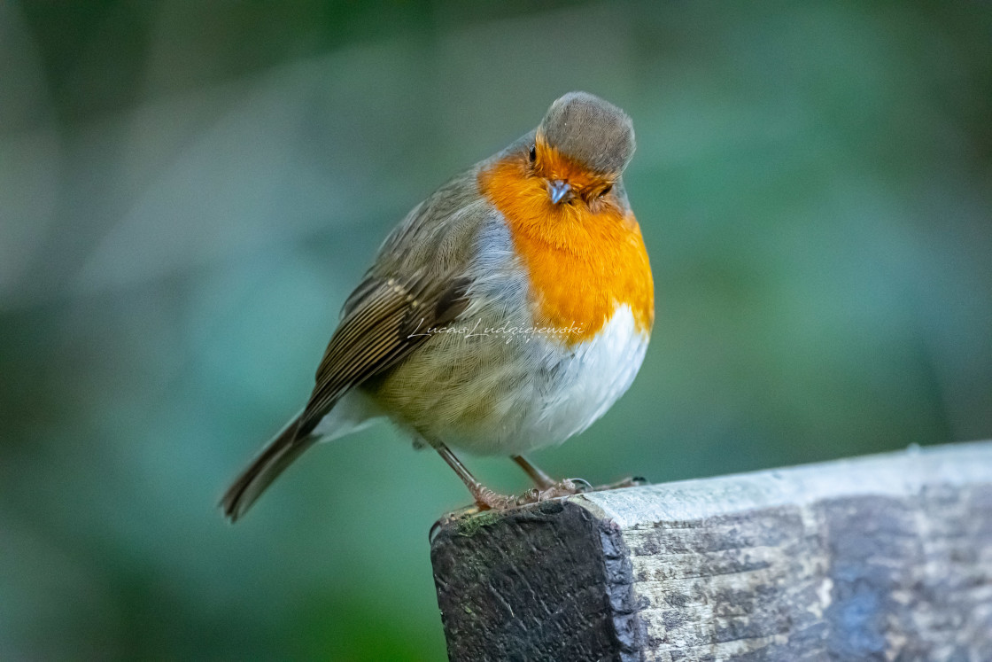 "Robin (bird)" stock image