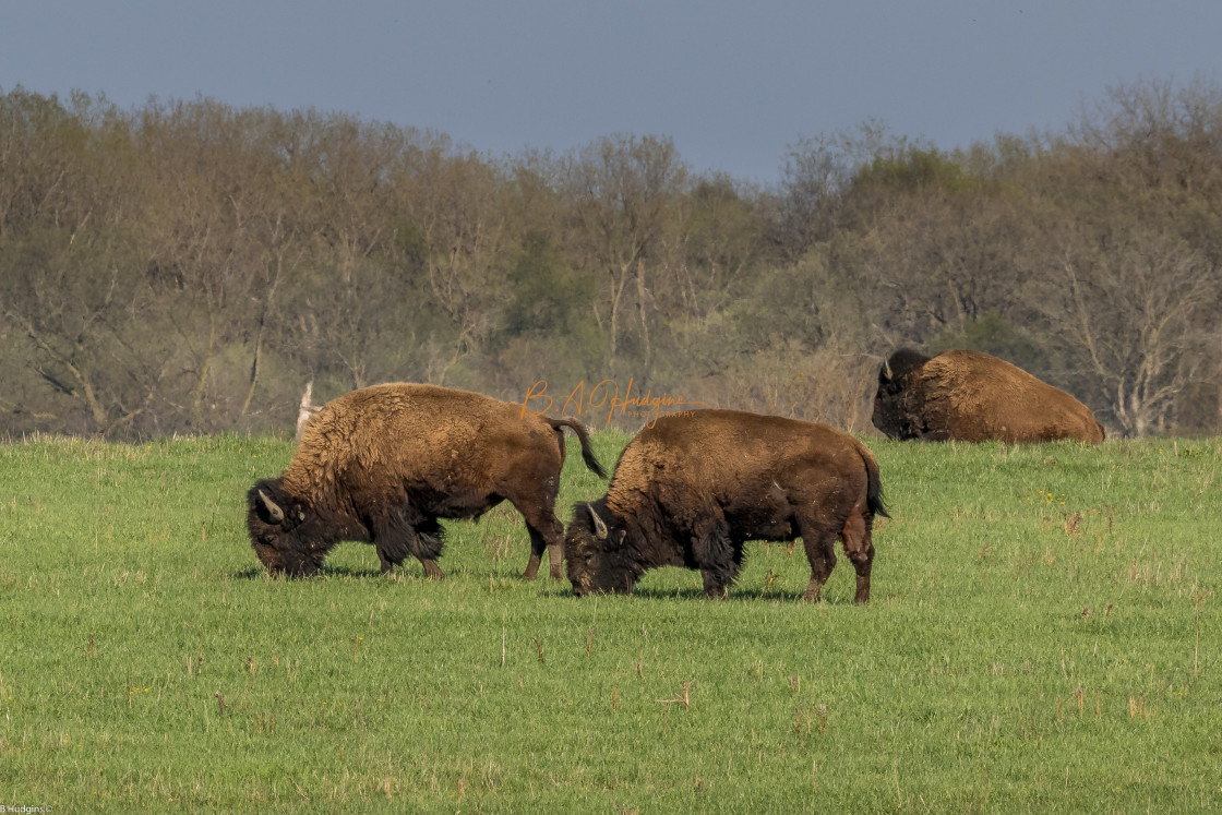 "Bison Grazing" stock image