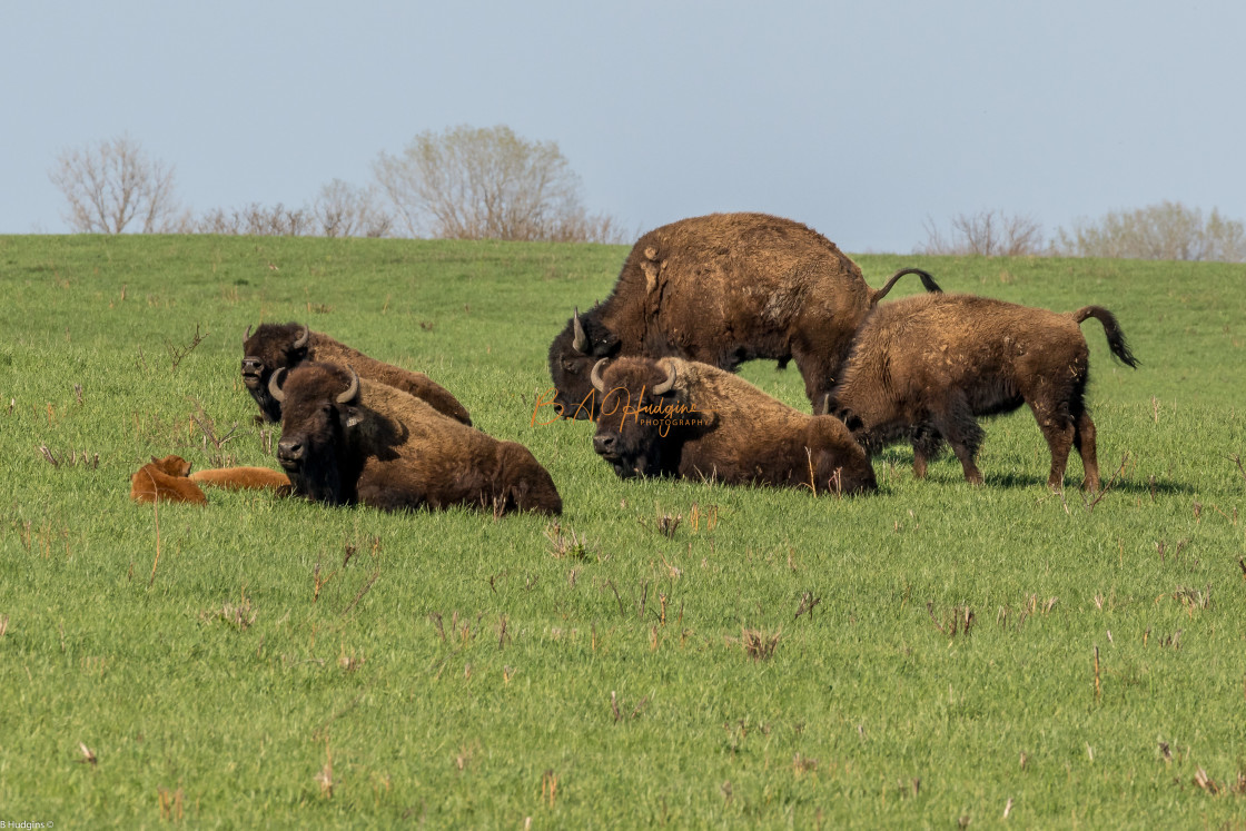 "Herd of Bison on prairie" stock image