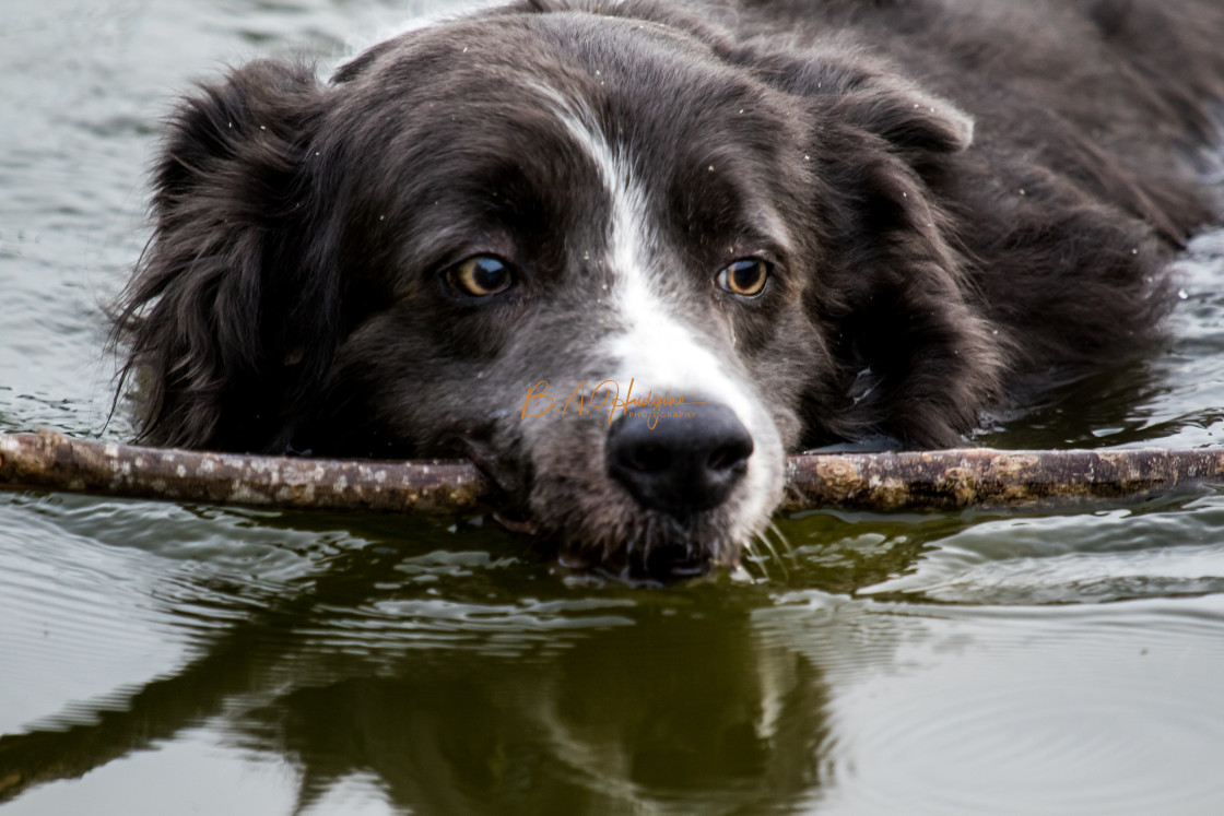 "Border Collie Fettch" stock image