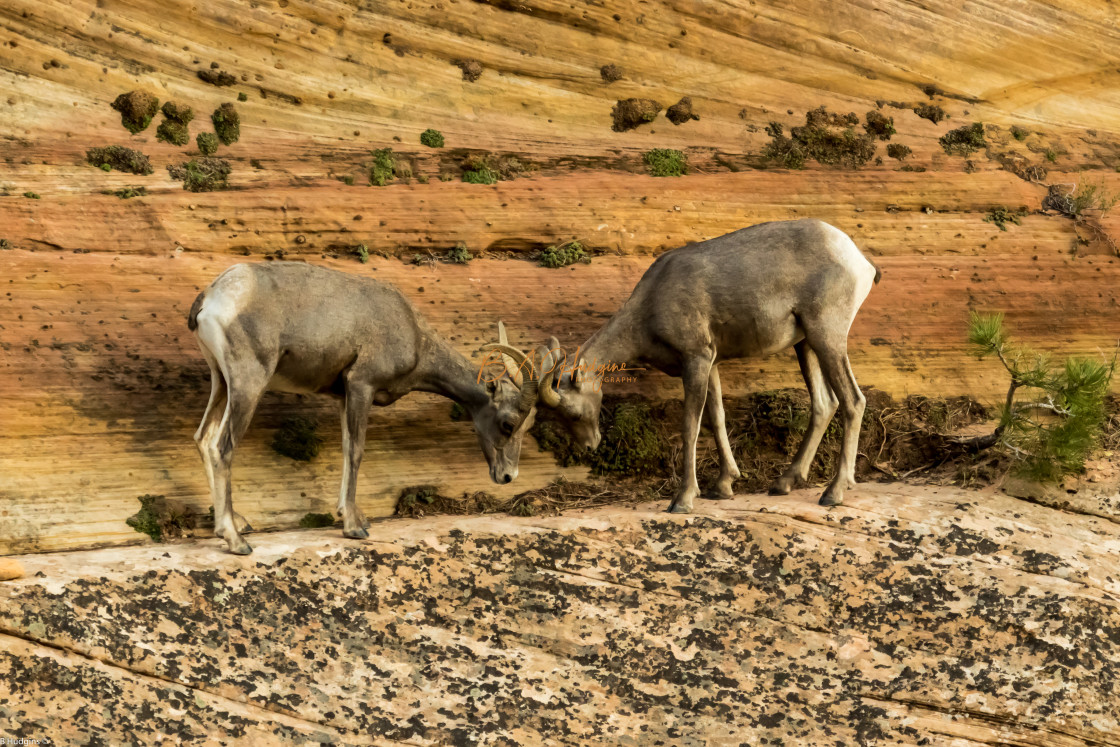 "Rocky Mountain Sheep" stock image