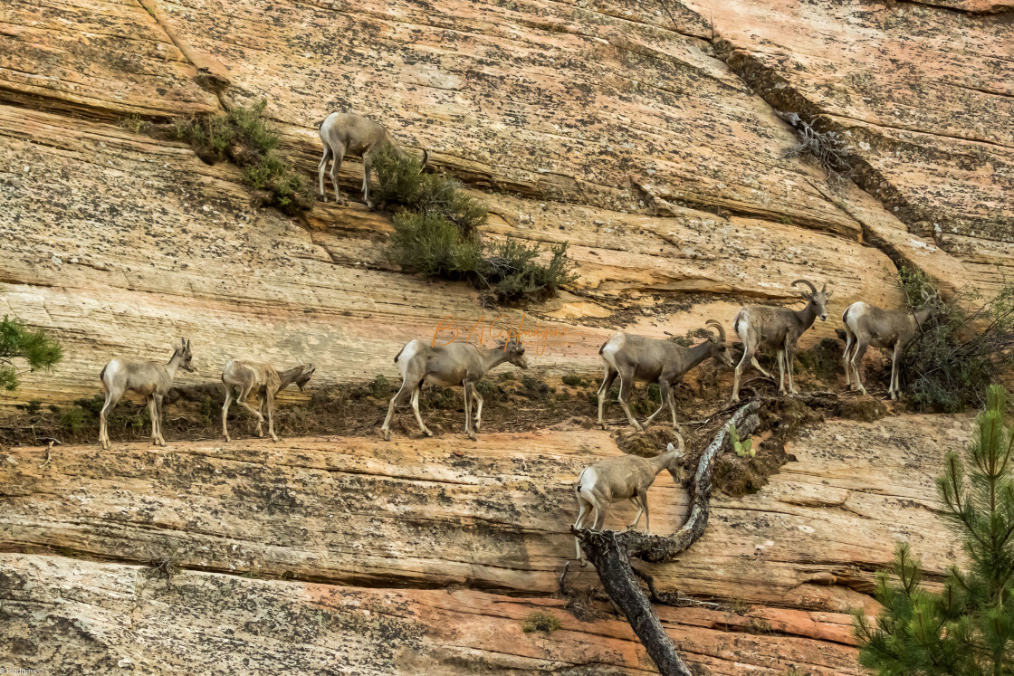 "Rocky Mountain Sheep" stock image