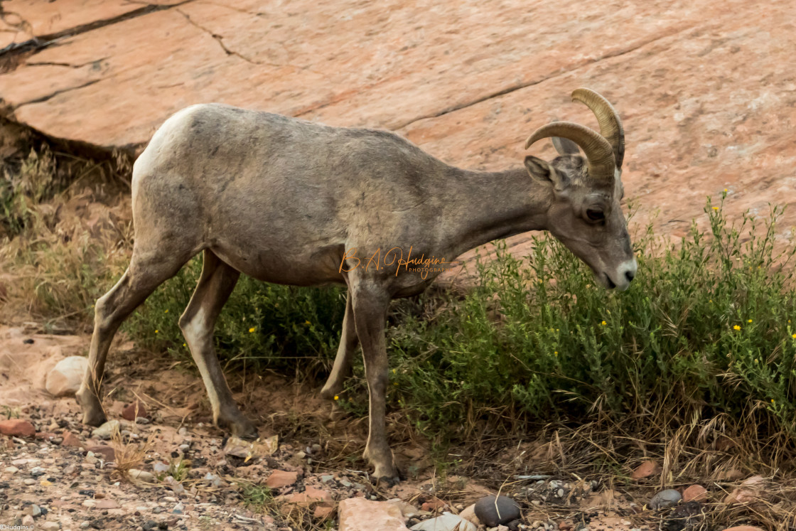 "Rocky Mountain Sheep" stock image