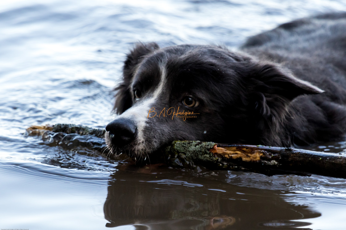 "Swimming Border Collie" stock image