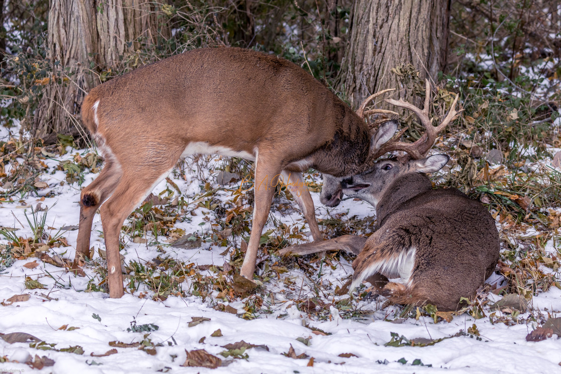 "Two Bucks Fighting" stock image