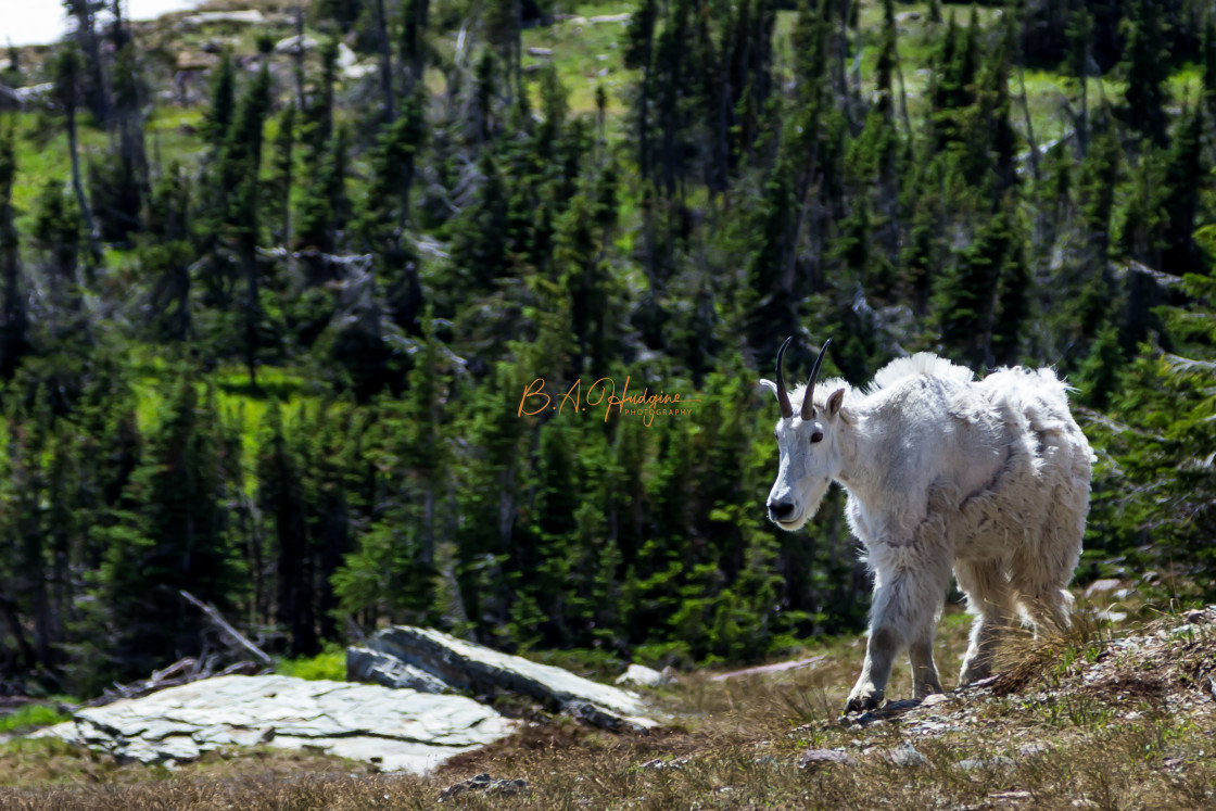 "Zion Mountain Goat" stock image