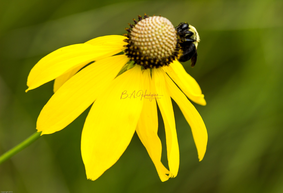 "Bee on Flower" stock image