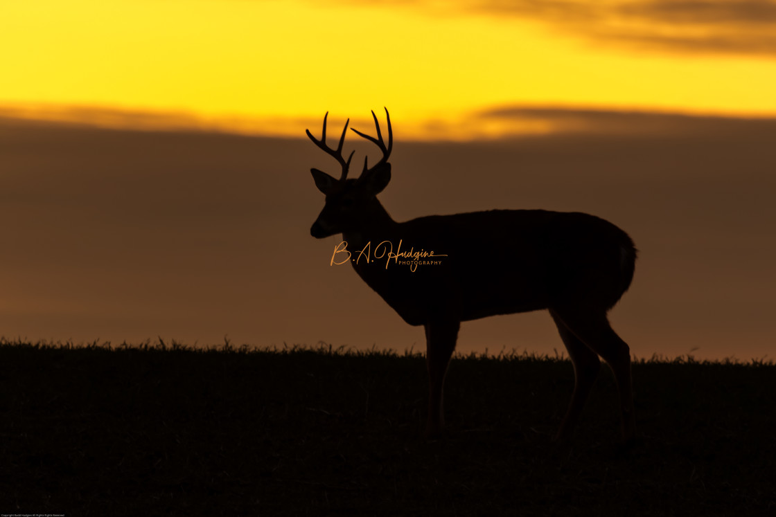 "White Tail at Dusk" stock image