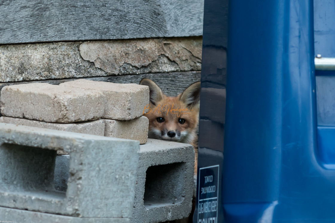 "Fox Kit" stock image