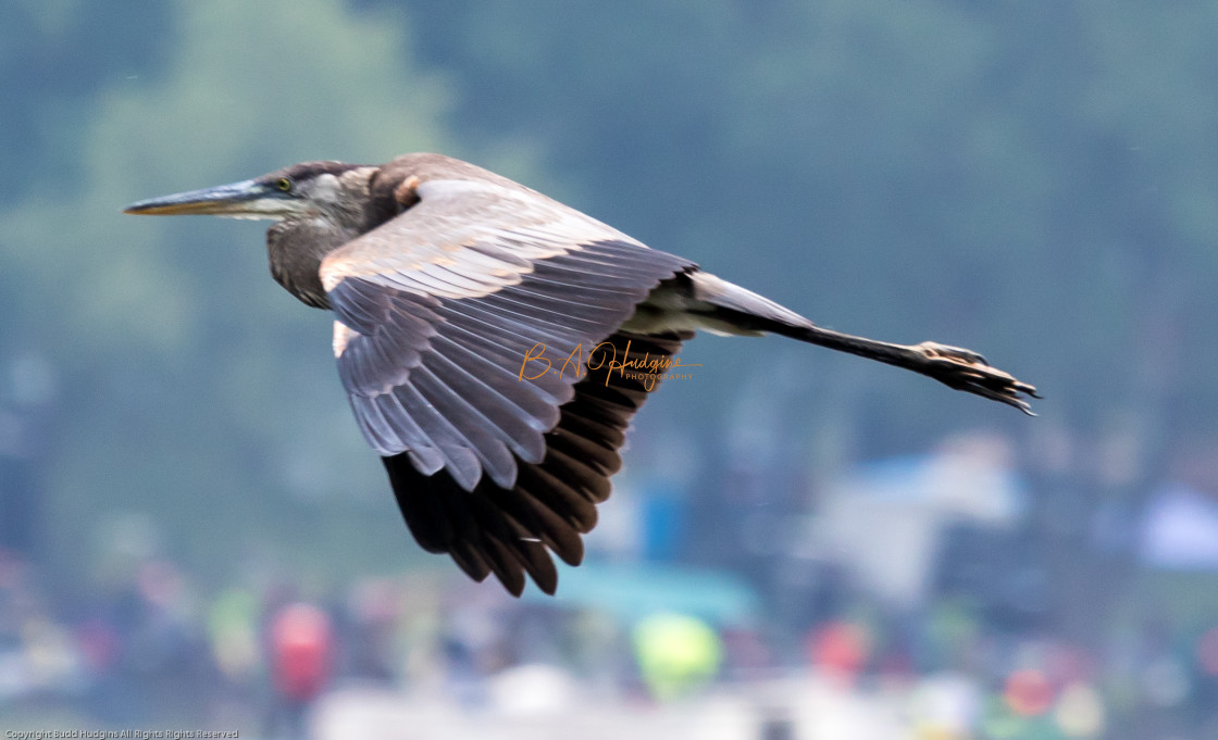 "Heron in Flight" stock image