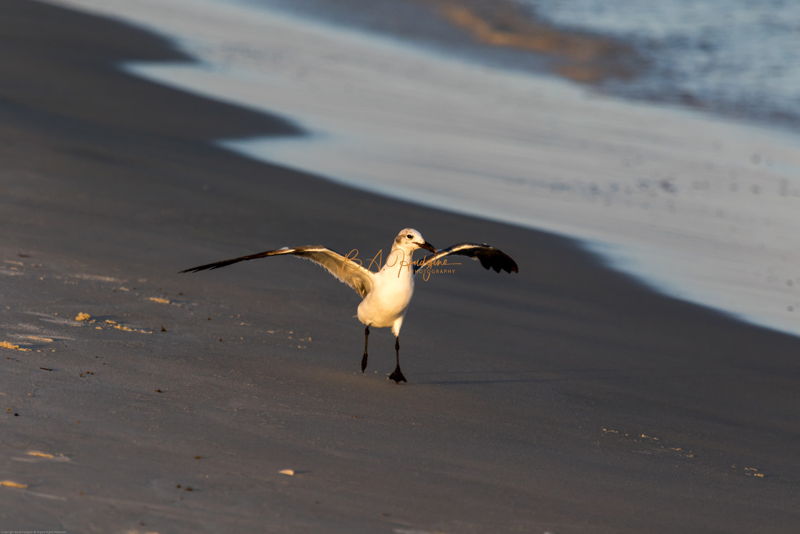 "Waddling Seagull at Sunset" stock image