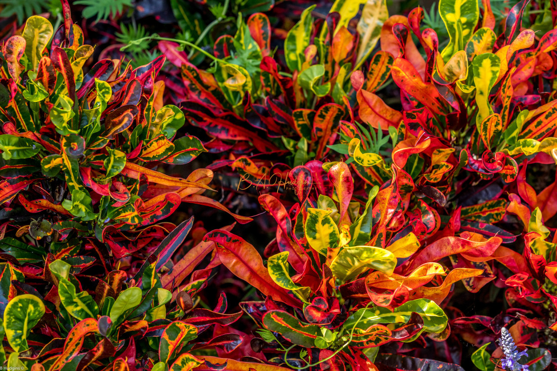 "Colorful Hostas" stock image