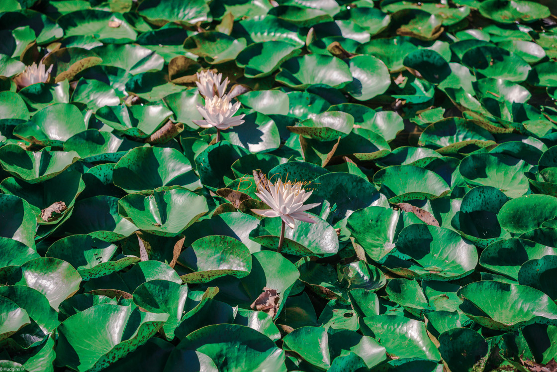 "Lilypads" stock image