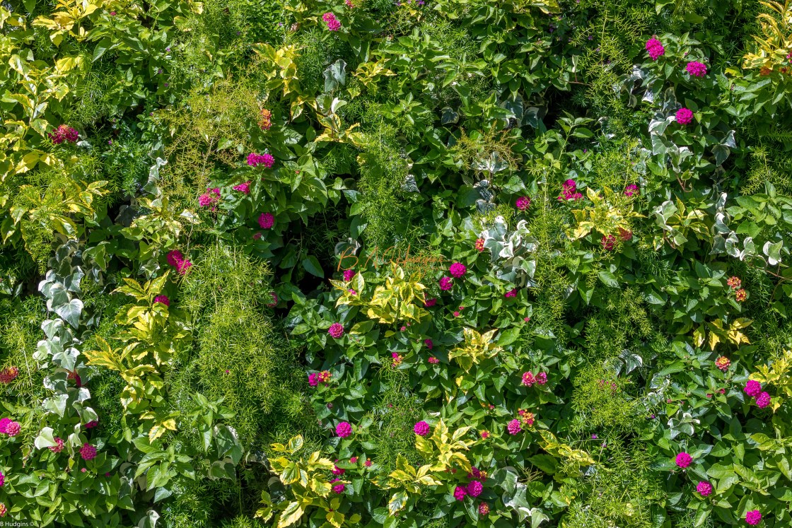 "Flower Wall" stock image