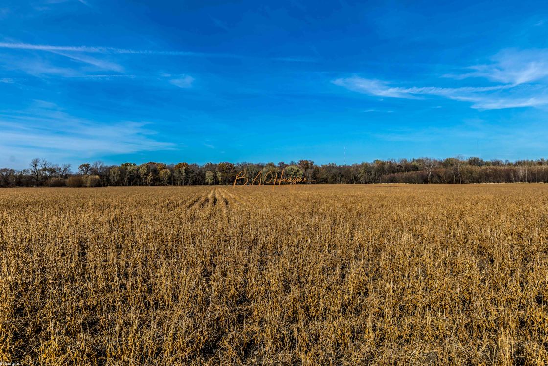 "Fall Corn" stock image