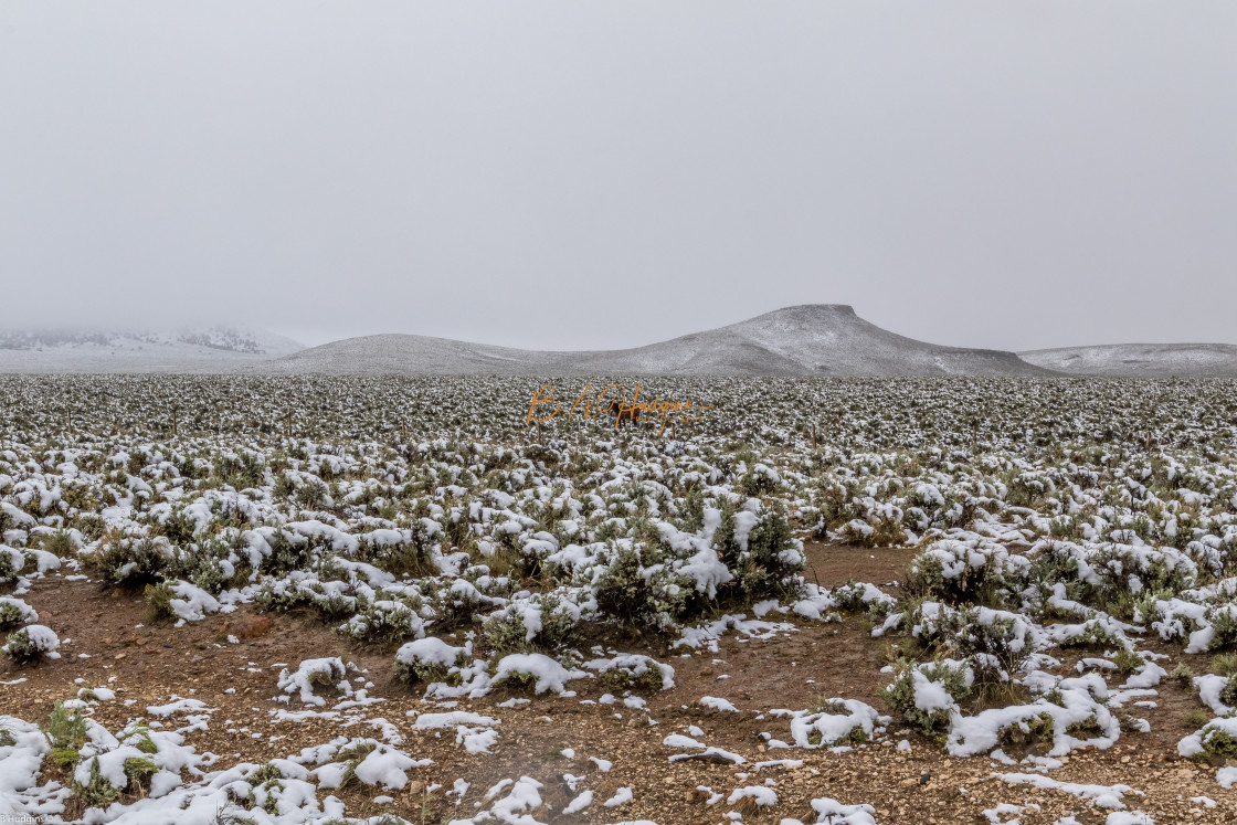 "Wild Horse in June Snow" stock image