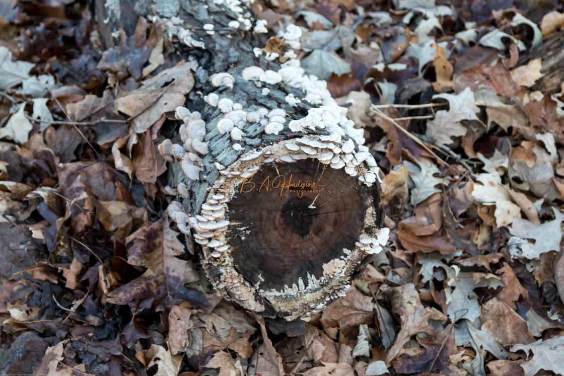 "Tree Stump" stock image