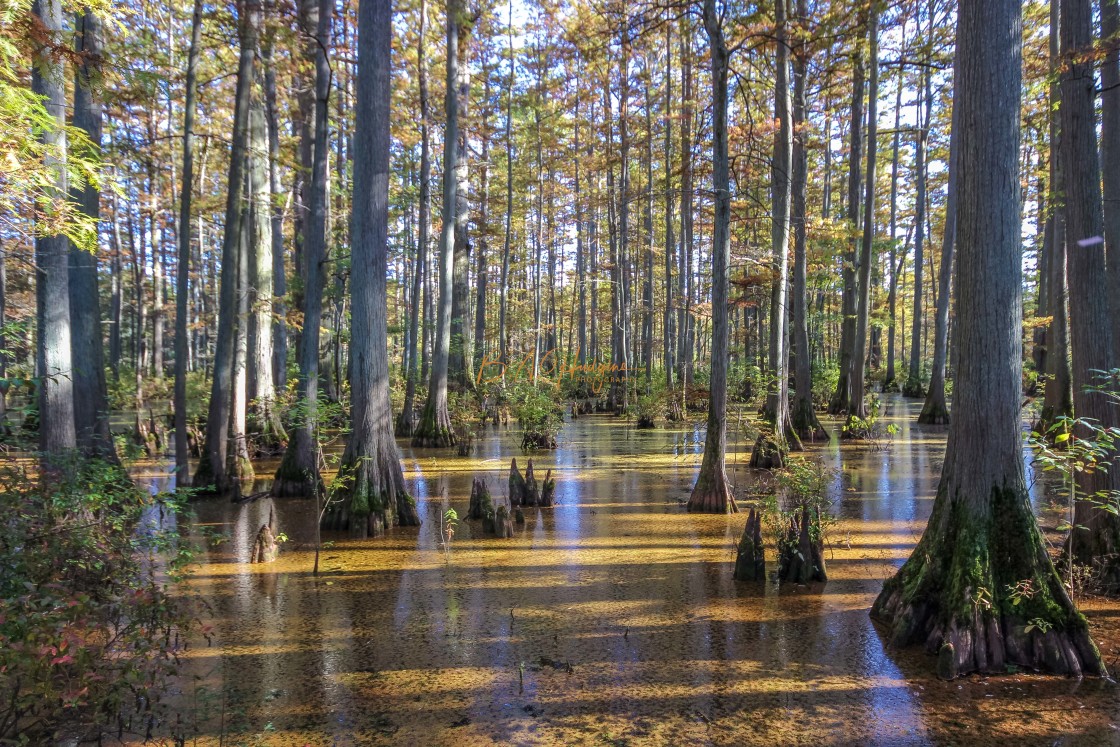 "Floating Bridge Trail" stock image