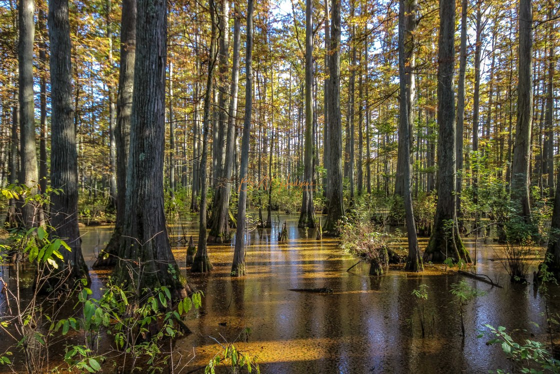 "Floating Bridge Swamp" stock image