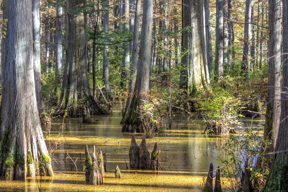 "Southern Illinois Swamp" stock image