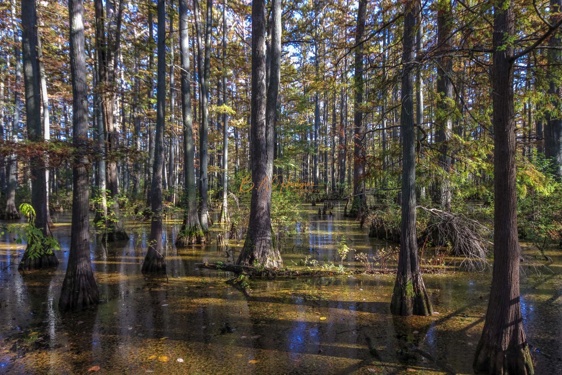 "Cypress Swamp" stock image