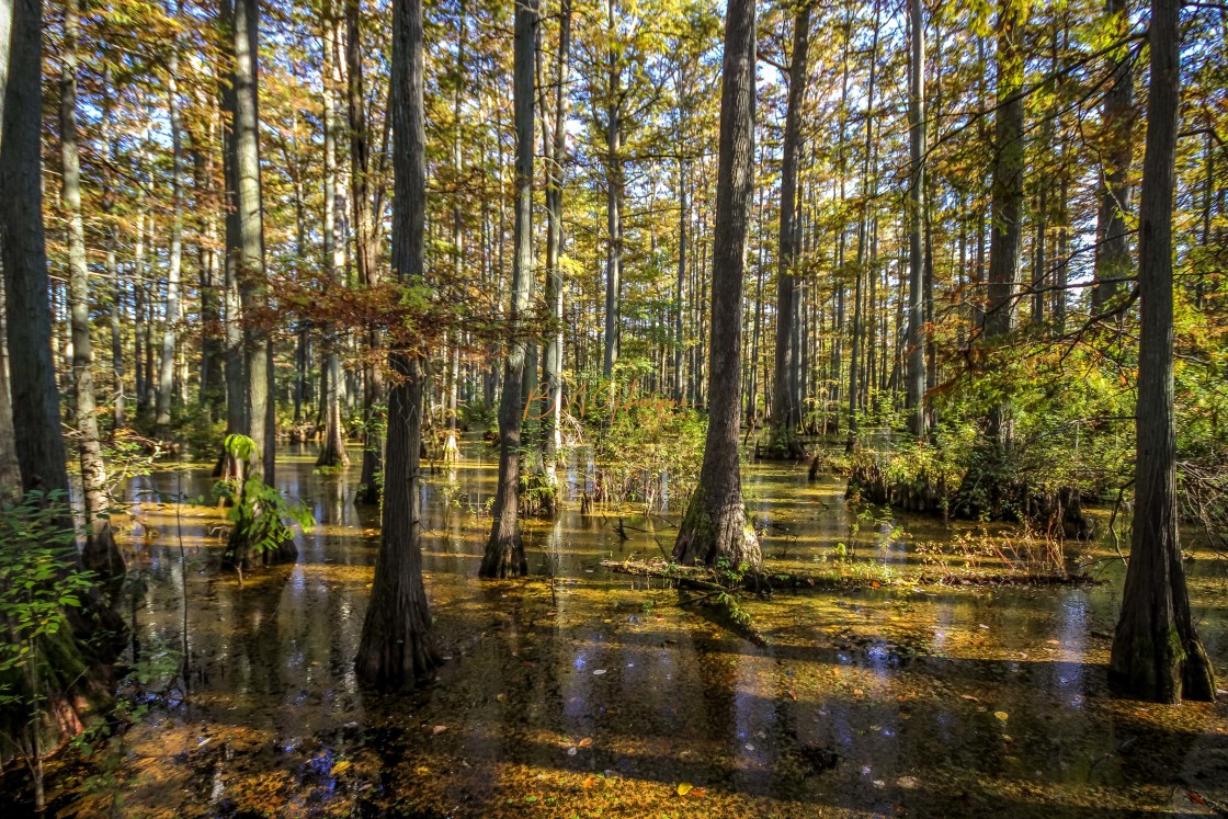 "Illinois Cypress Swamp" stock image