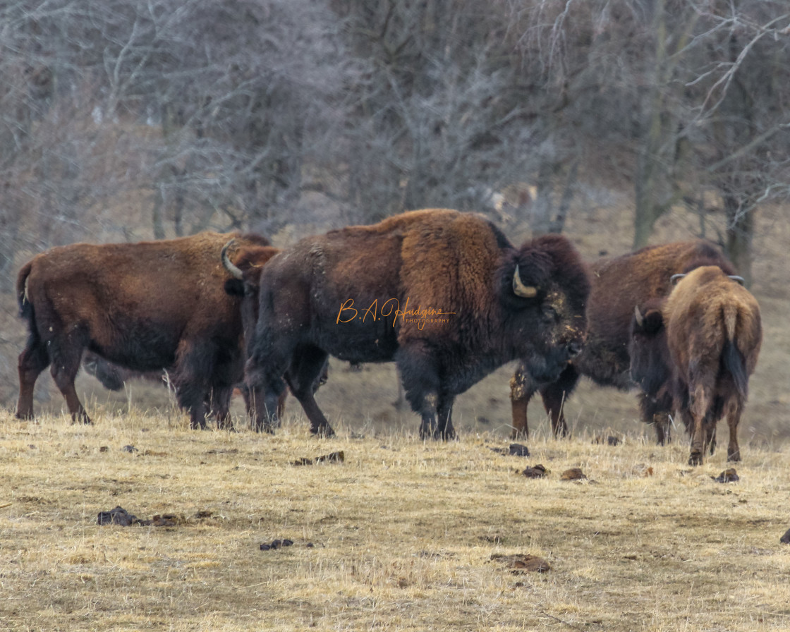 "Illinois Bison" stock image