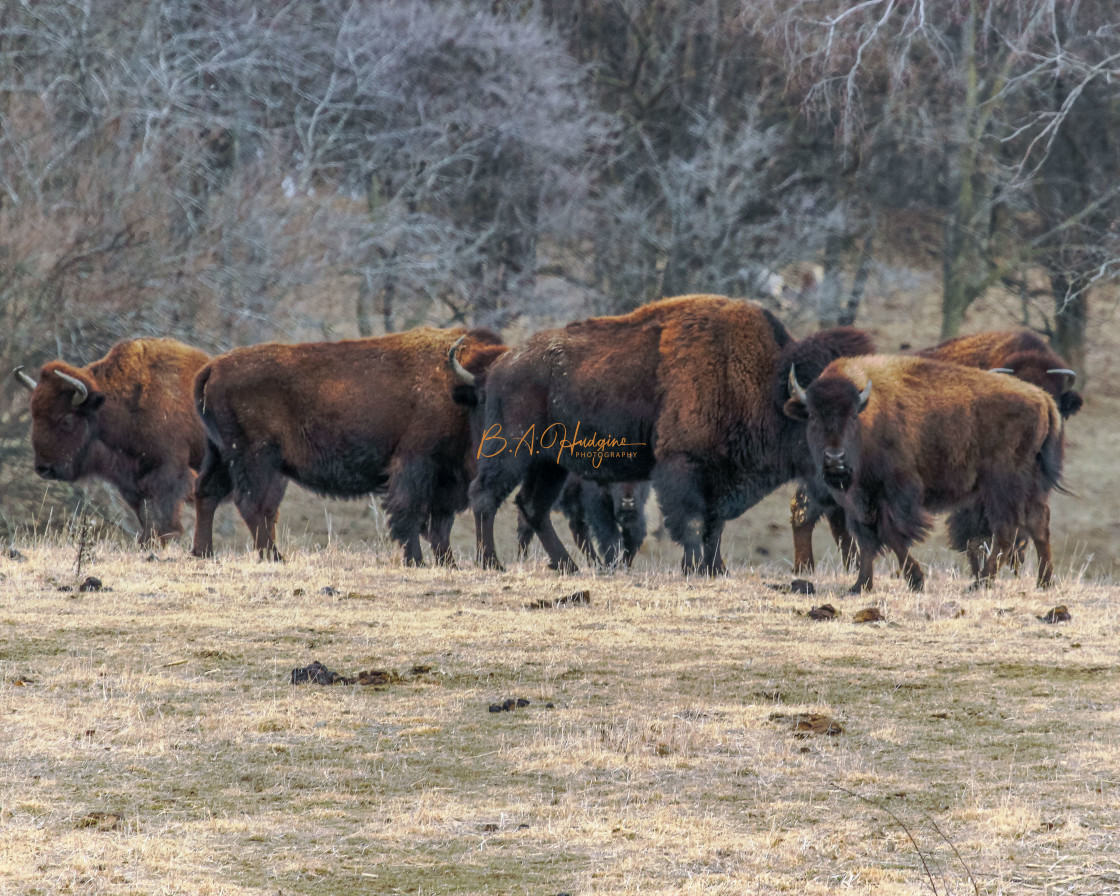 "Native Bison" stock image