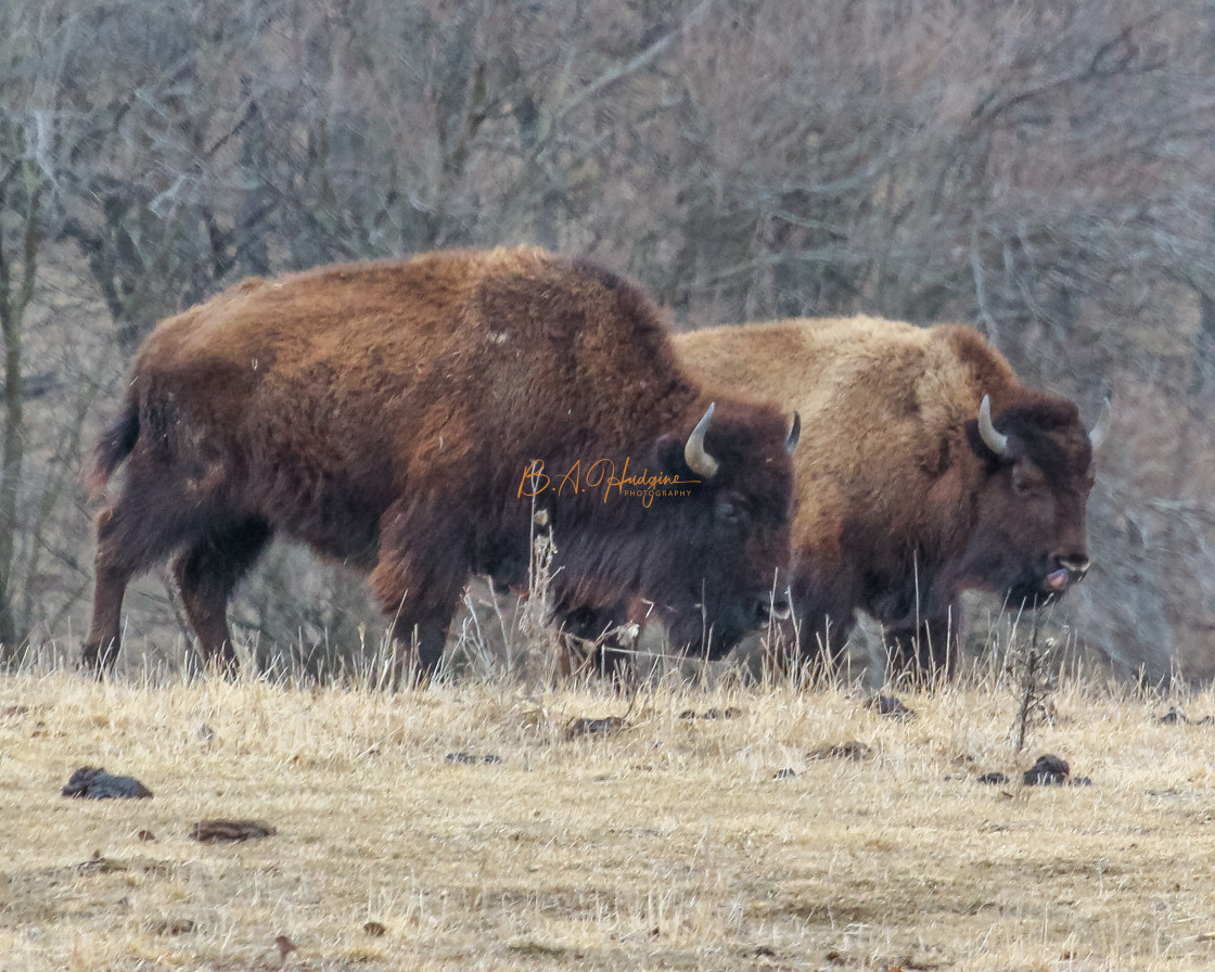 "Prairie Bison" stock image