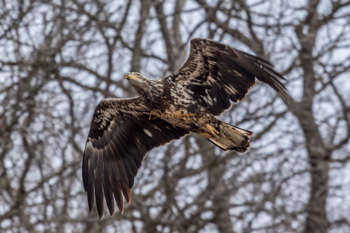 "Juvenile Bald Eagle" stock image