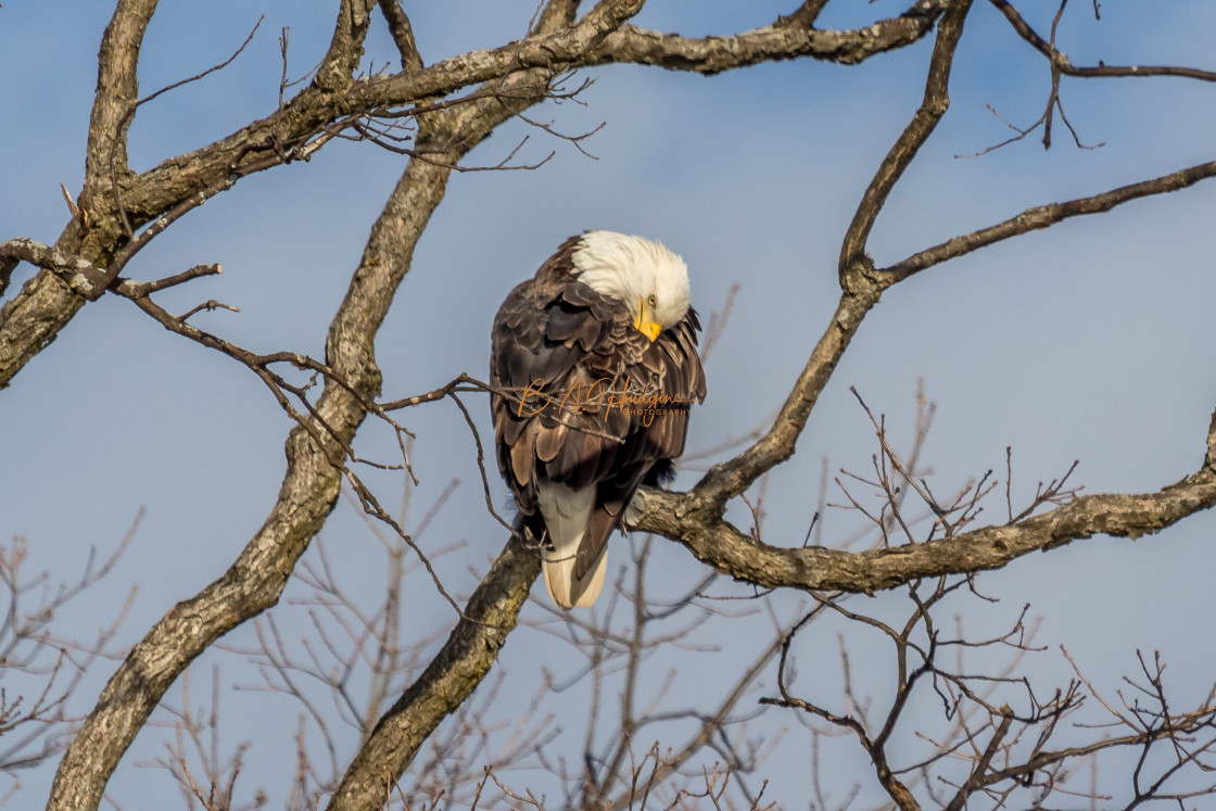 "Bald Eagle at preening." stock image