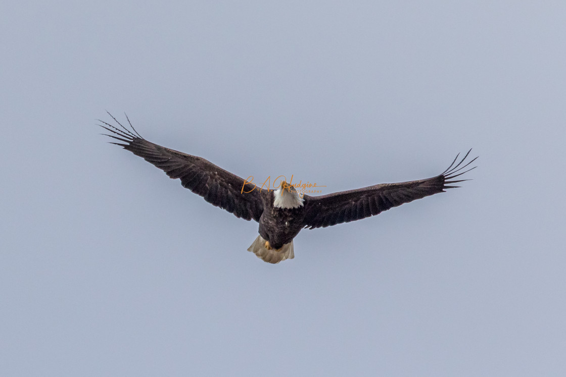 "Bald Eagle in flight." stock image