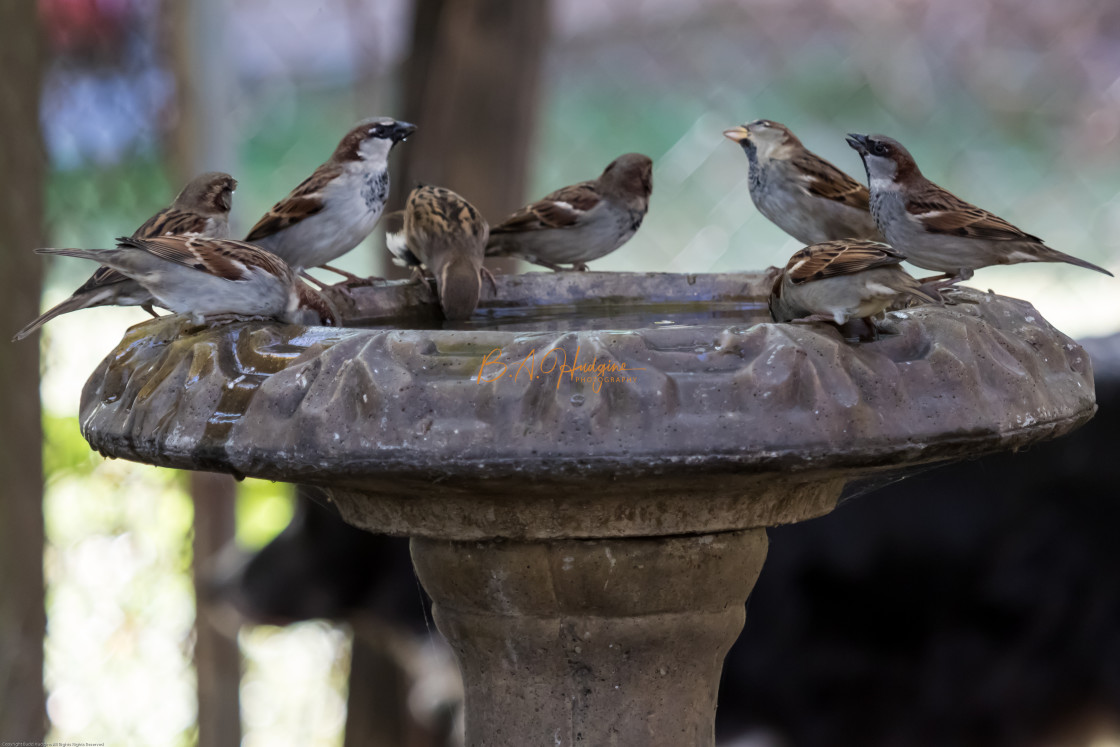 "Sparrows at a bird bath" stock image