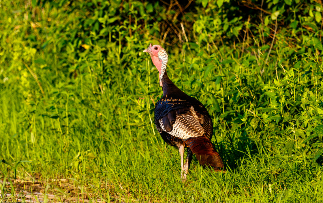 "Illinois Wild Turkey" stock image