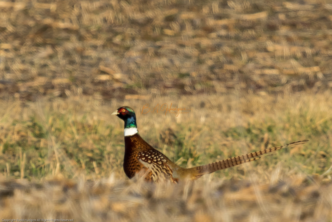 "Ringneck Pheasant" stock image