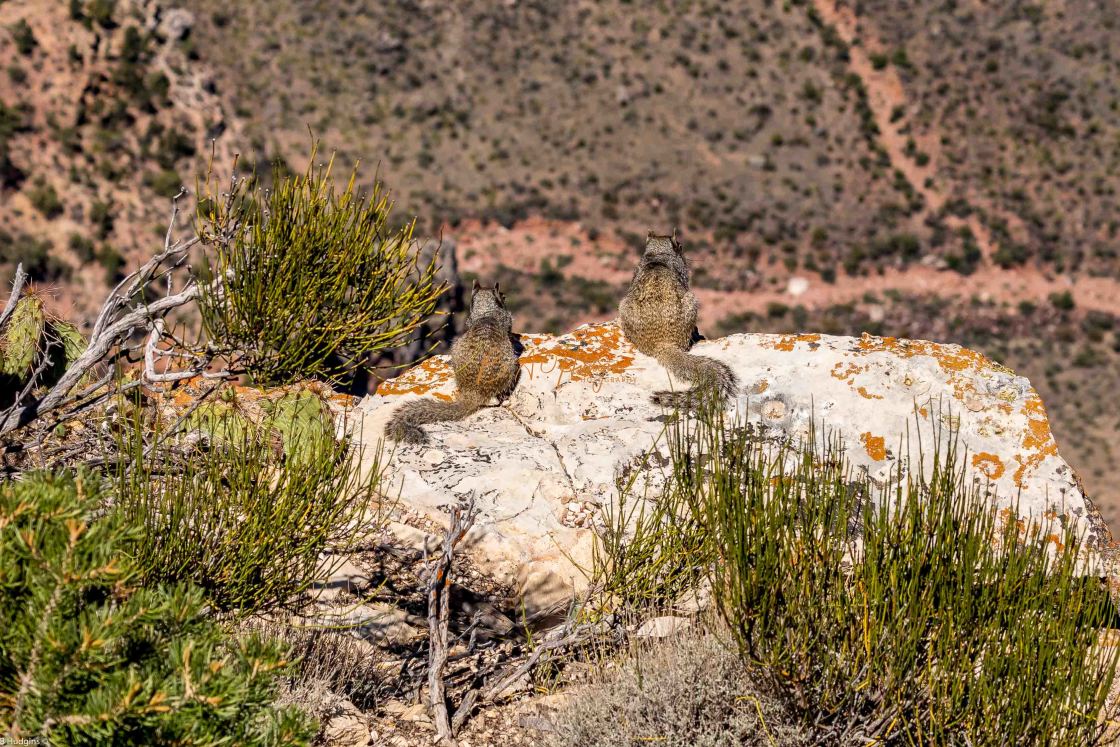 "Canyon Squirrels" stock image