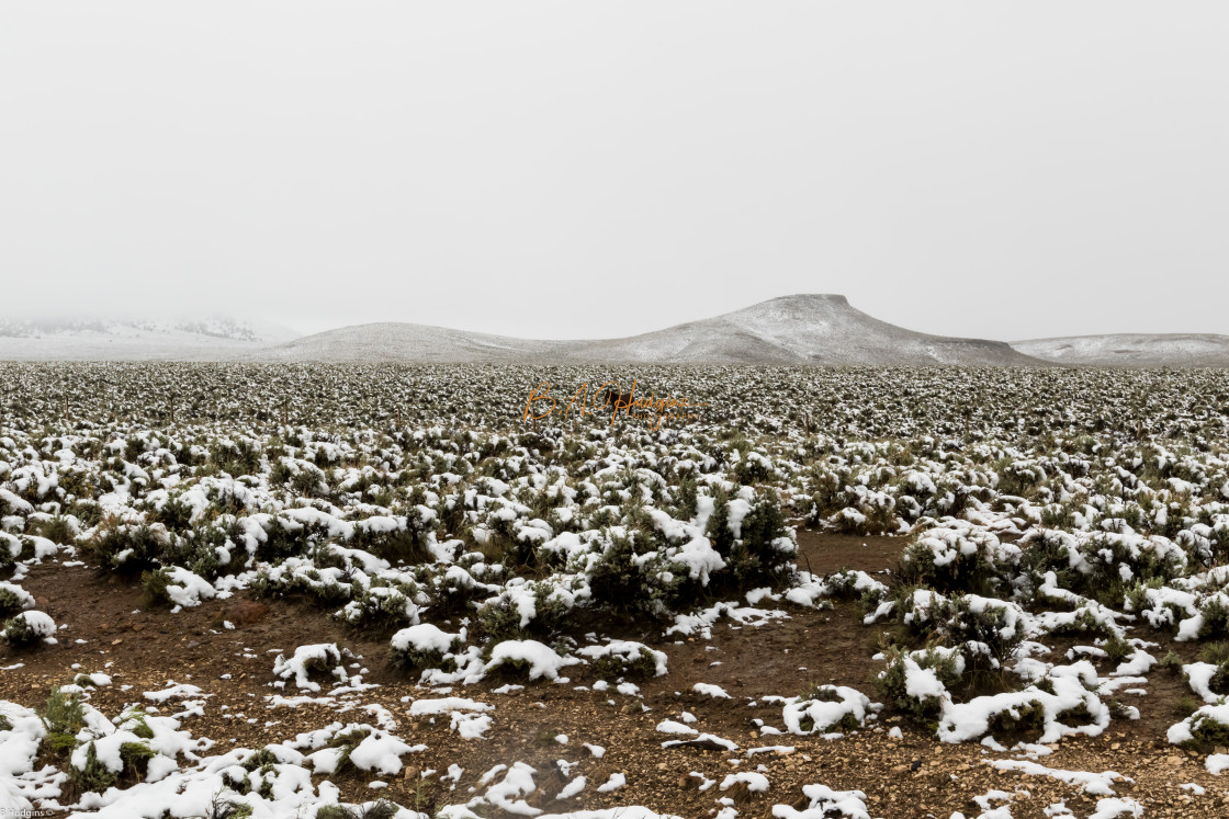 "Lone Horse in May snow shower in May" stock image