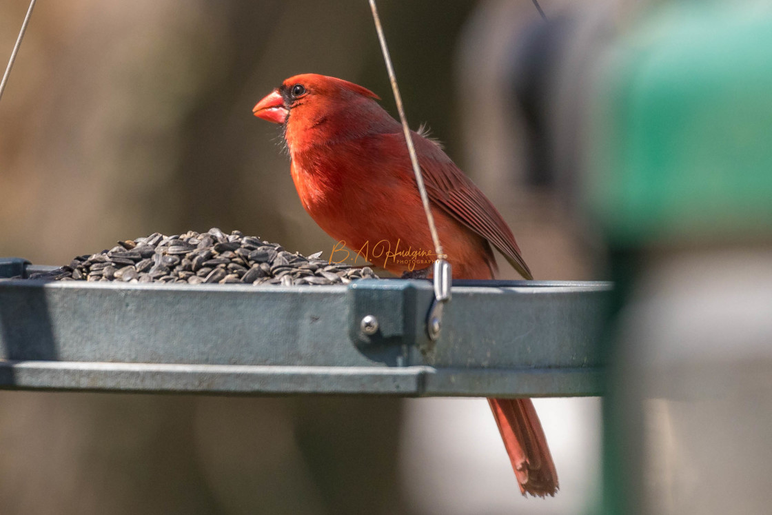 "Male Cardinal" stock image