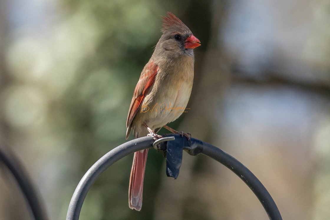 "Spring Female Cardinal" stock image