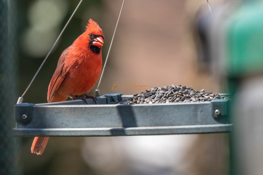 "Dinner for a Cardinal" stock image