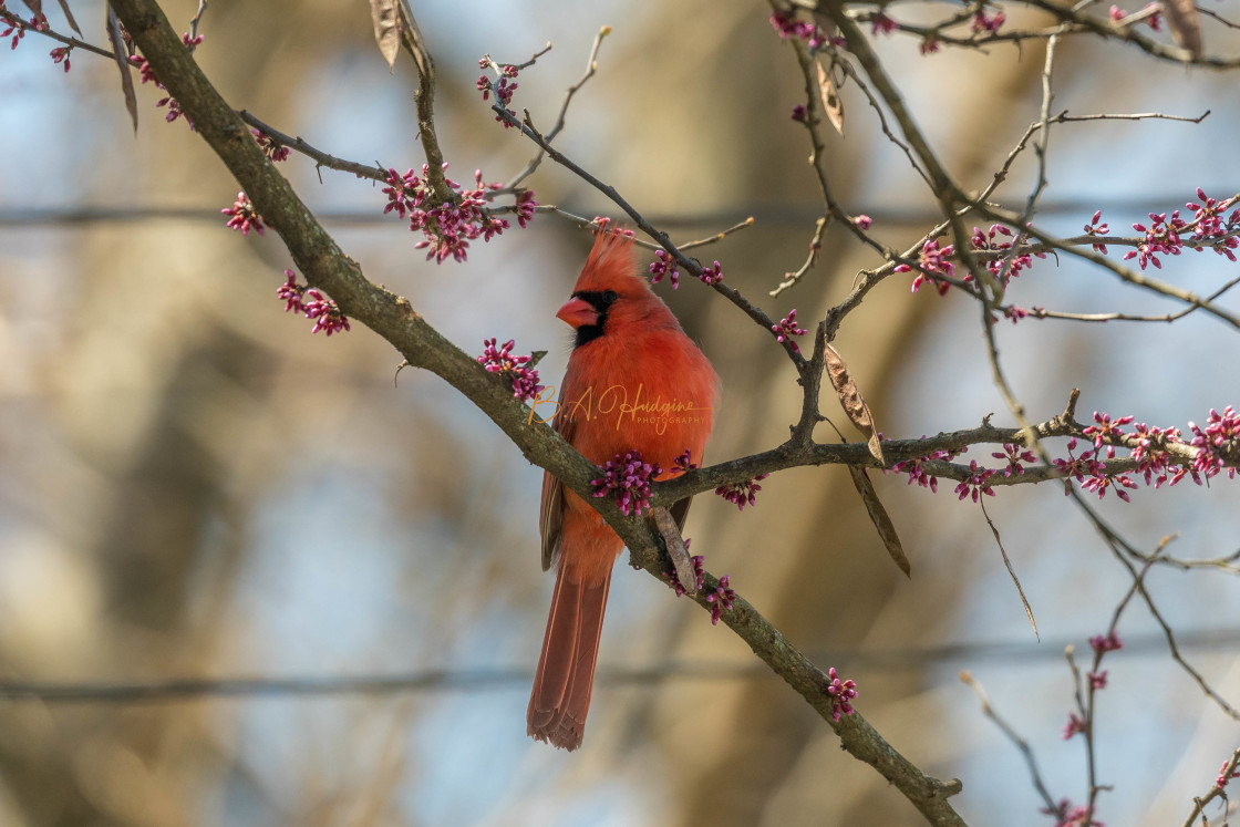 "Cardinal in Tulip Tree" stock image