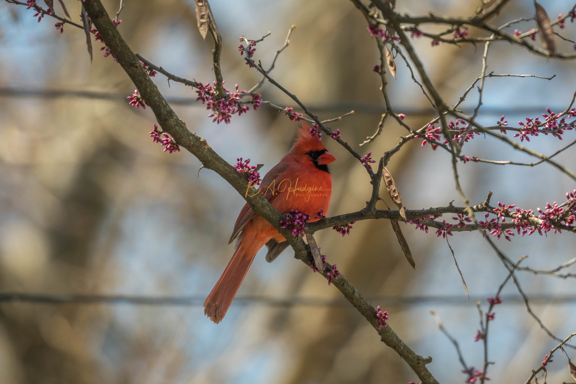 "Backyard Cardinal" stock image