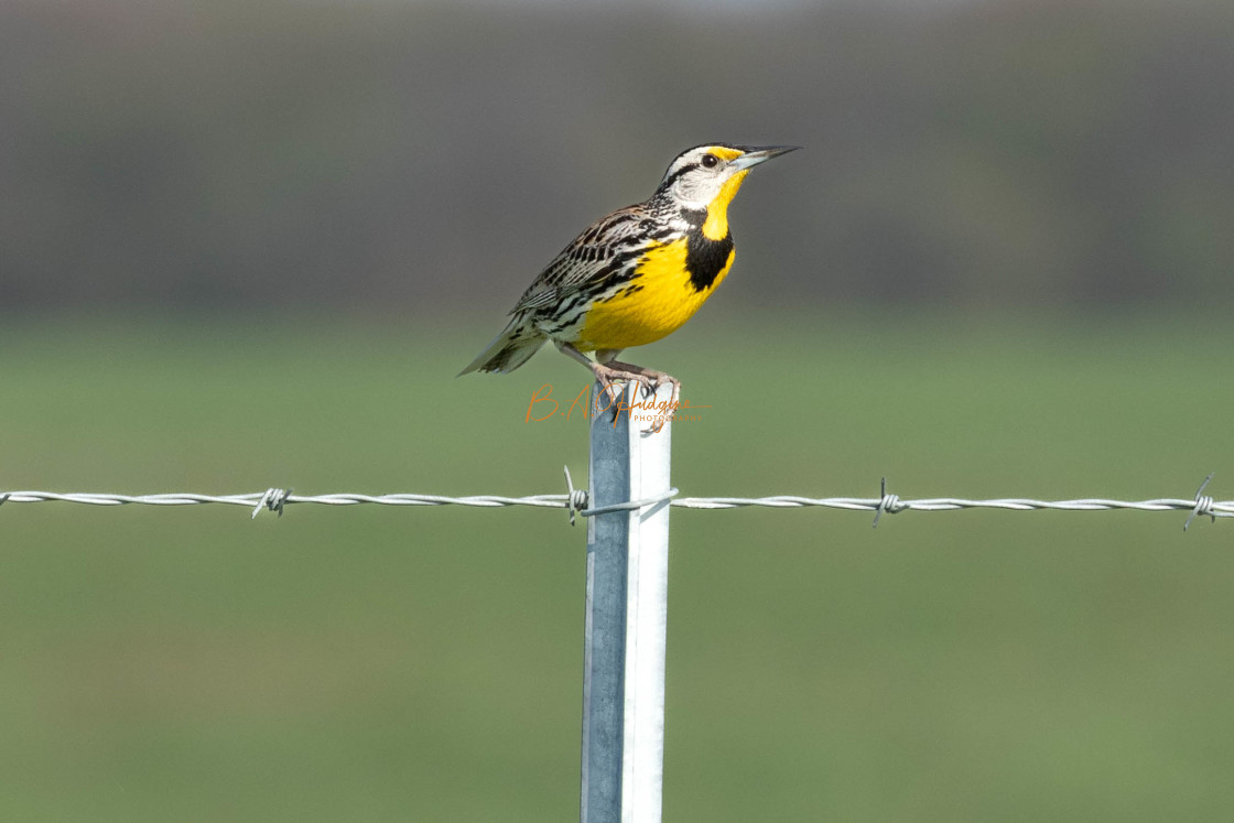 "Barbwire songster" stock image