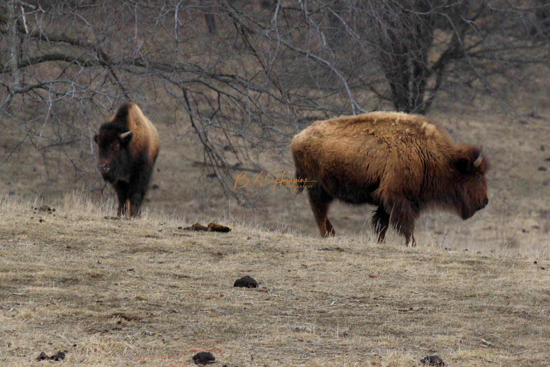 "Winter Bison" stock image