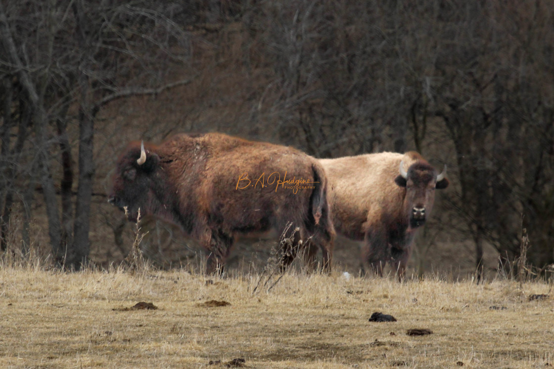 "Bison Stare" stock image