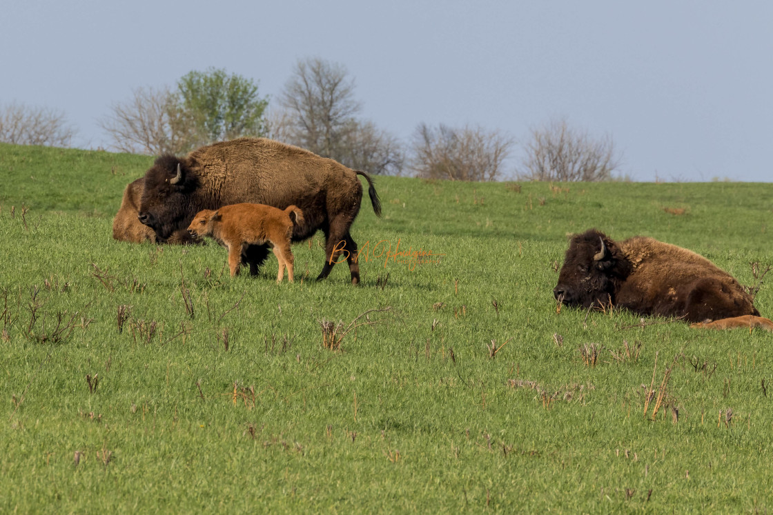 "Bison Family Outing" stock image