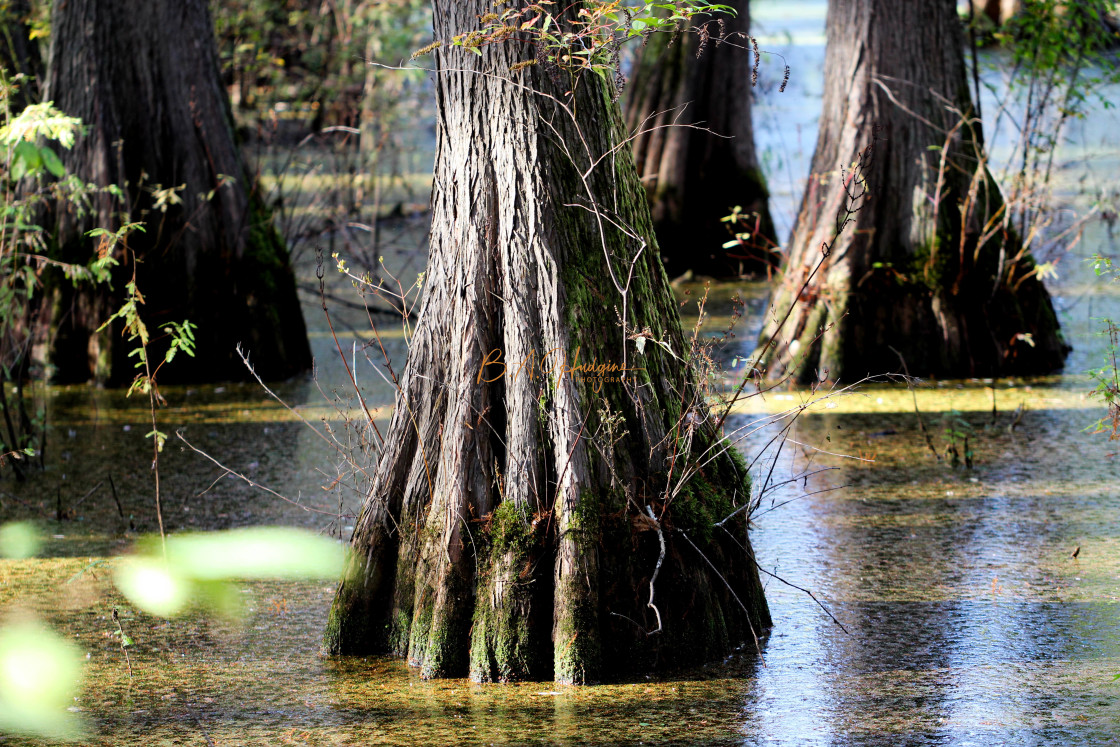 "Swampy Knee" stock image