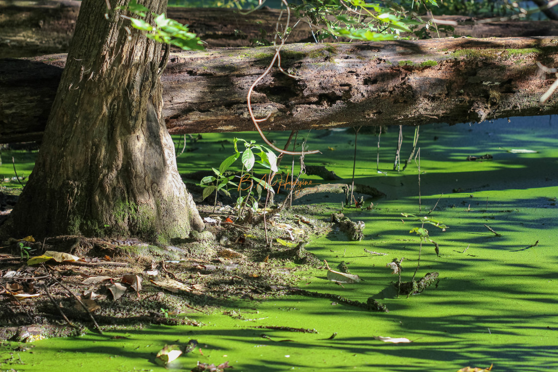 "Green Growth" stock image