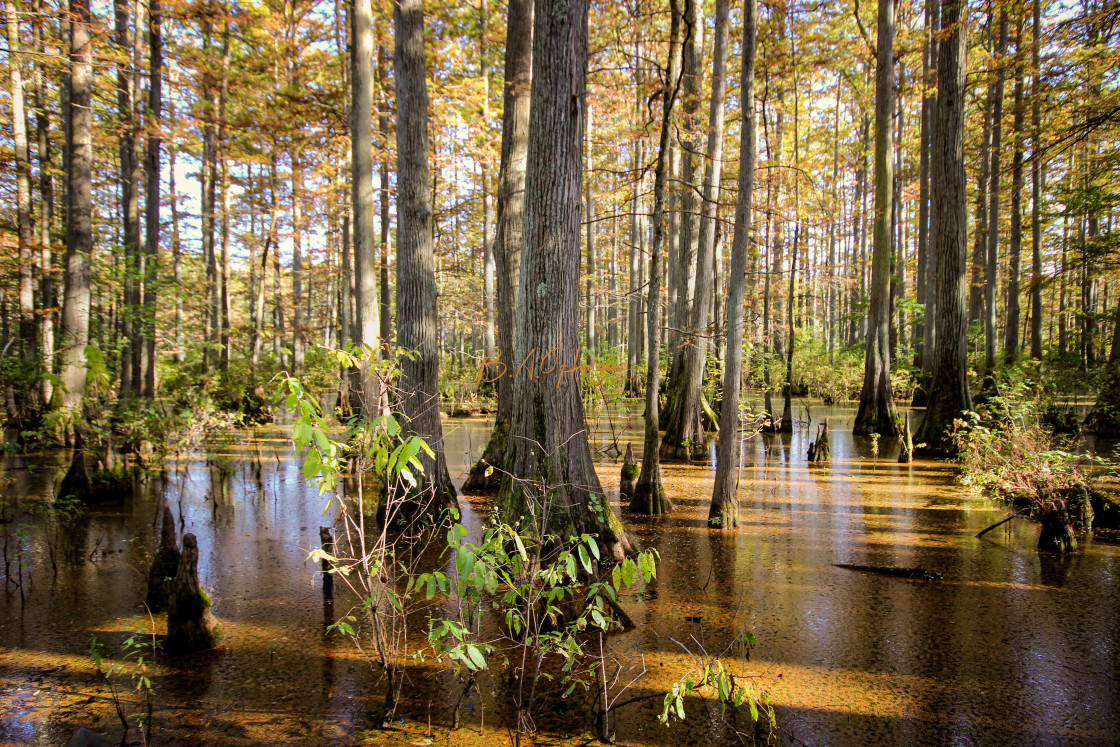 "Fall Afternoon in the Swamp" stock image