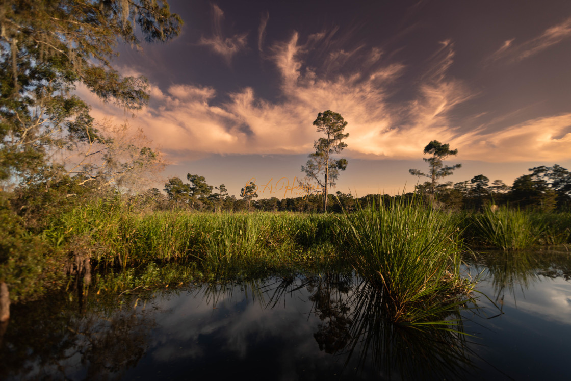 "Sunset Clouds of the Swamp" stock image